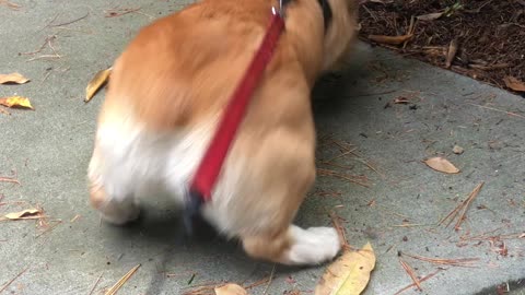 Corgi Doesn't Care for Halloween Decoration