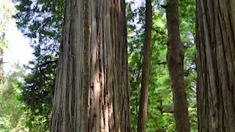 15 BIGGEST Trees in the World