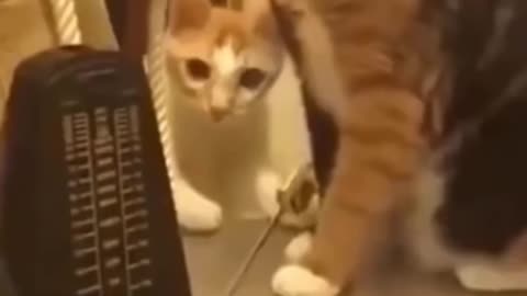 Funny cat video ||comady