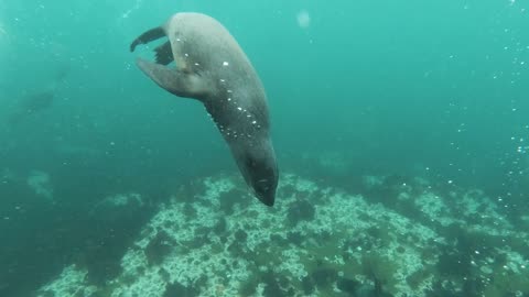 Animal swimming under sea water