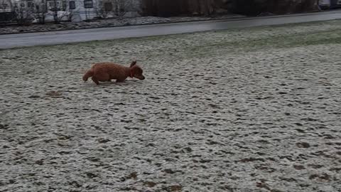 Spring Snow Shower