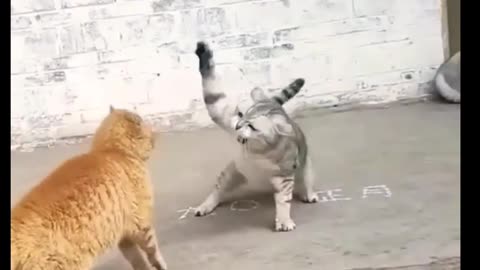 Cats fight funny moments 😂😂|| viral cat funny video | animal funny moments