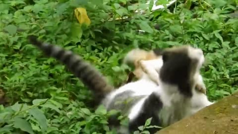 two cats fighting