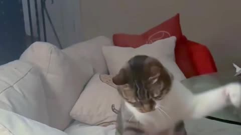 cat fight with something epic