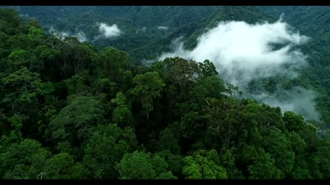 Tanah Papua: A Paradise for Birds