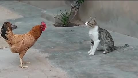 Chicken VS Cat Fights