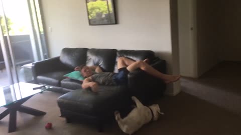 Funny British bulldog falling off couch