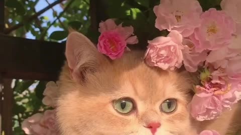 The cat is hiding among the pink flowers 🌸🐾