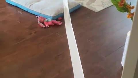 Toilet Paper Puppy Pulls Roll Across House