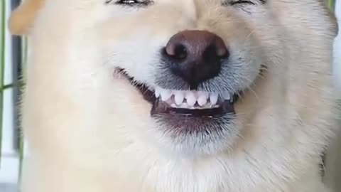 Dog smiles