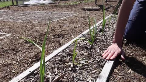 Backyard gardening suburbia