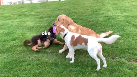 Golden Retriever Doesn't Want to Share His Toy with