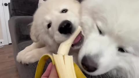 BANANA! 🍌