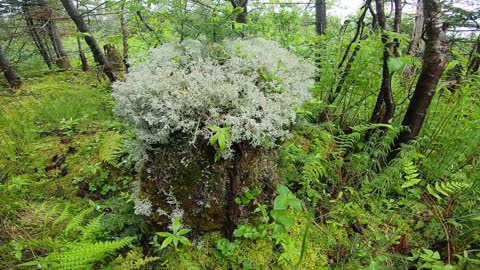 Reindeer Lichen