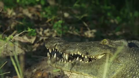 Crocodile scoops up babies into mouth...along with Spy Croc!