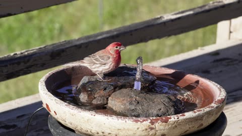 Finch Drinks and say Thank You