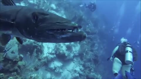 Curious barracuda bumping into camera