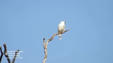 Burung Lonceng Putih (White Bellbird)