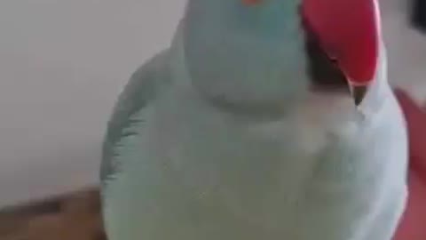 Cute smart bird