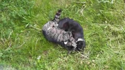 Cat fight