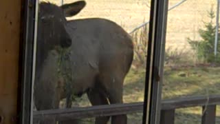 PACKWOOD ELK