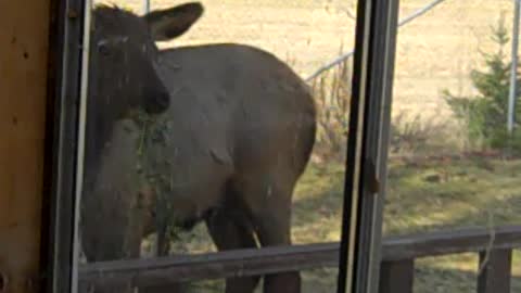 PACKWOOD ELK