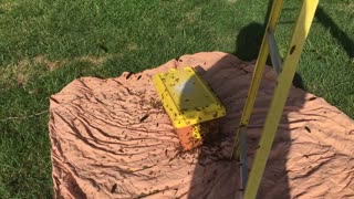 Beekeeper Shows the Inside of a Honey Bee Swarm