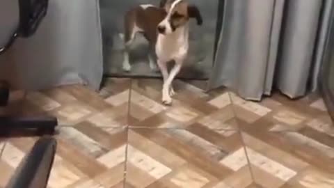 This dog has the moves