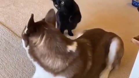 Strange friendship and love between a cat and a dog