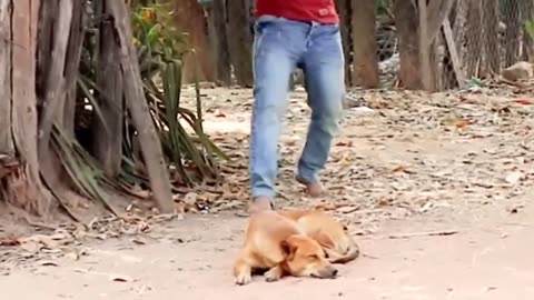 Funny dog video ||funny prank on dog || fake lion prank ||fake tiger prank || Ep- 2