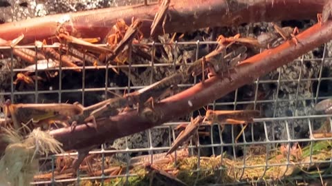 Funny cute grasshopper chilling and eating a meal.( warning this mayblook nasty)