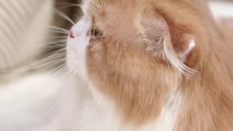 A woman petting the most beautiful cat in the world