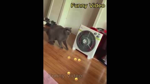 Funniest Animals 2023 😍 New Funny Cats video😹