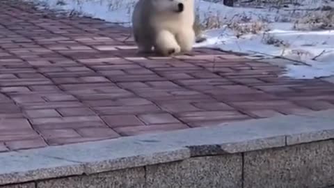 Little Puppy Stair Fail but Handles it Like a Pro