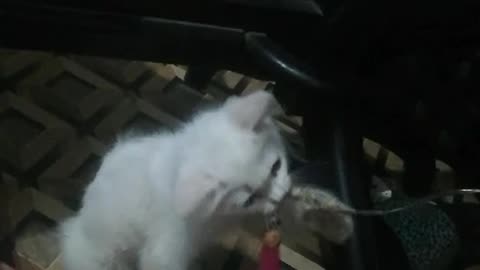 Cat playing