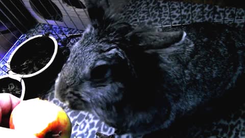 Rabbit Eating An Apple