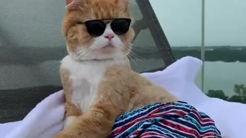 Millionaire Lifestyles - Cool Cat 🐈 And So Funny