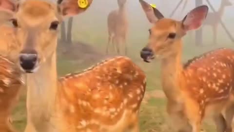 Deer