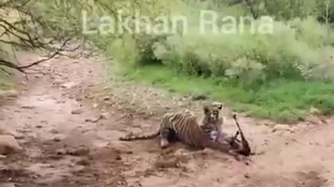 How Tiger attack And Kill Dog 😭