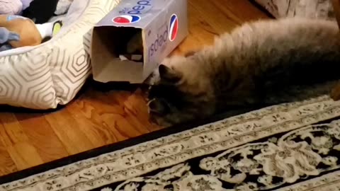 Petunia Teaches Rosie How To Play (Featuring Petunia The Norwegian Forest Cat And Rosie The Shihtzu)