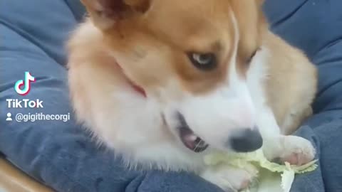 😂 GiGi Corgi eating cabbage so yummy. Cute corgi dog