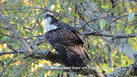 Osprey Catches Fish