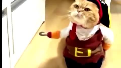 Funny Animal - wearing Clothes