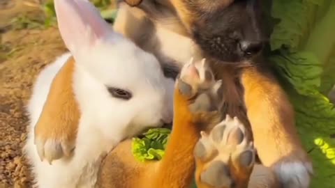 Cute Rabbit Eating Video Viral Video