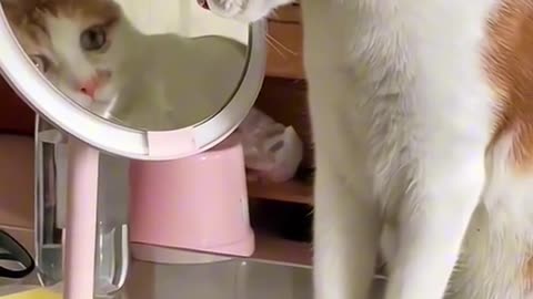 "Mirror Magic: The Enchanting Beauty of Cats Discovering Themselves"