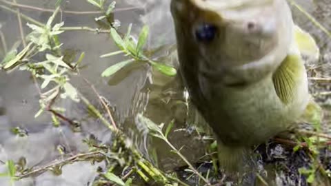 Catching great bass