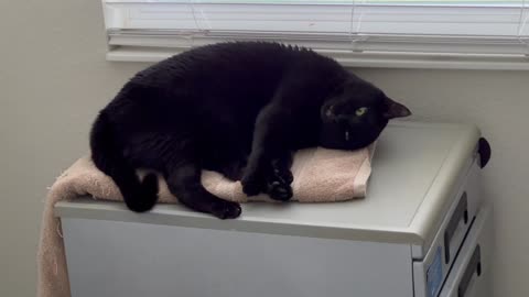 Adopting a Cat from a Shelter Vlog - Cute Precious Piper Makes a File Cabinet Look Comfortable