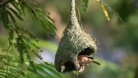 Bird making her nest