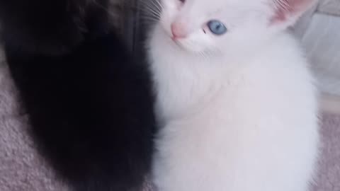 Beautiful kittens with blue eyes