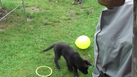 Puppy playing with balloon